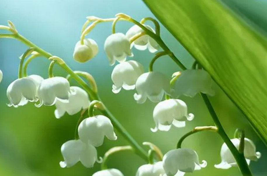 铃兰花怎么养殖方法