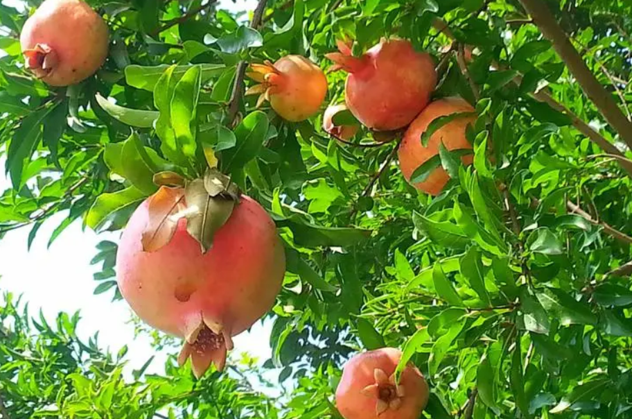 石榴树怎样剪大枝秘诀