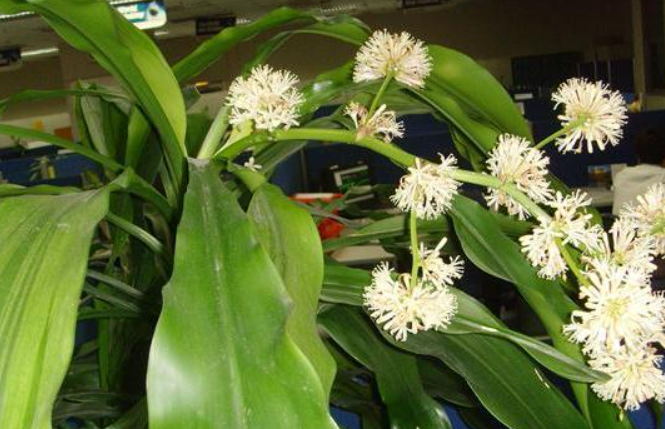 万年青开花后要剪掉吗