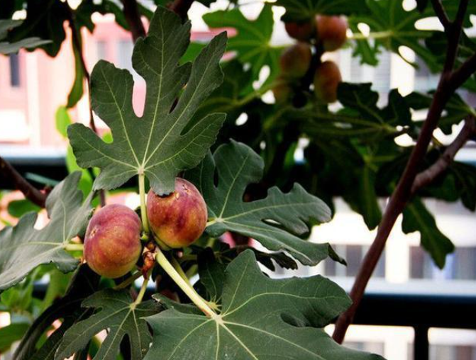 阳台种无花果吉利吗