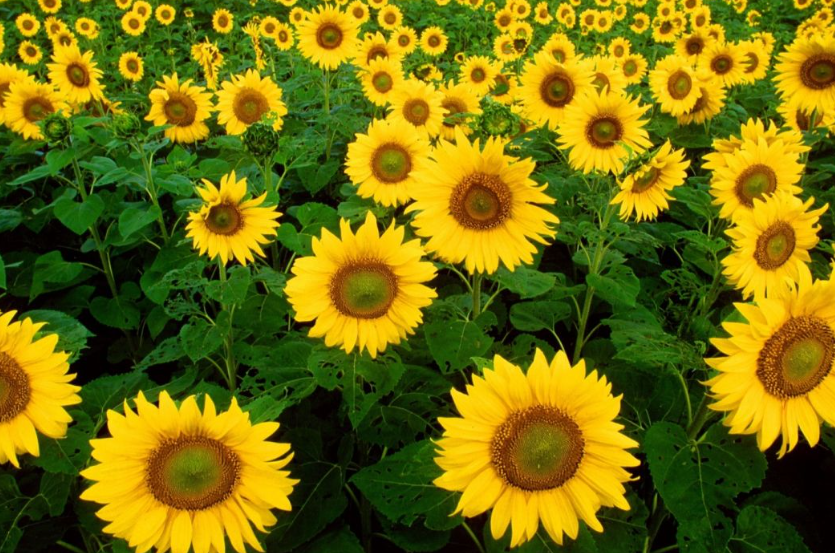 向日葵是什么季节的花