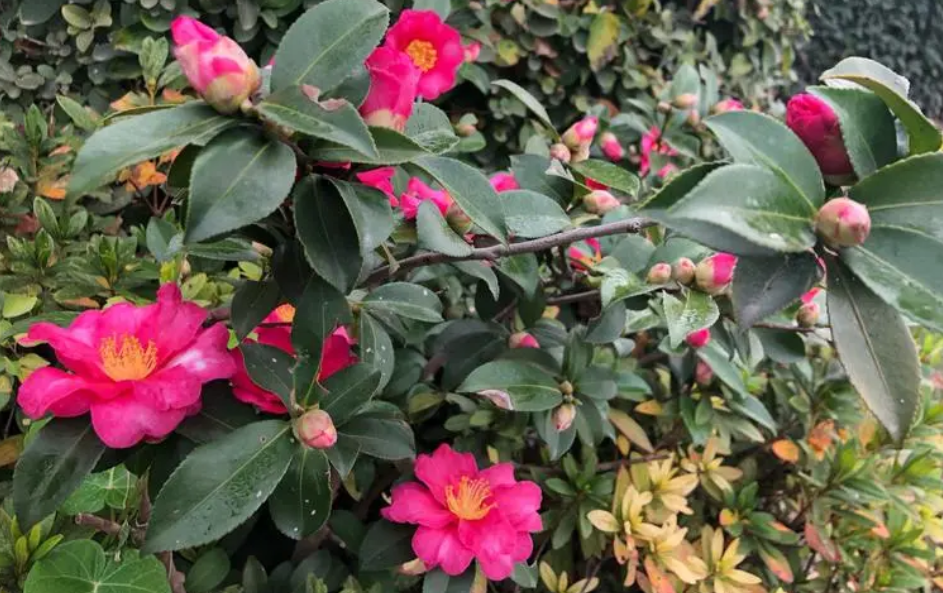 室外花箱适合种哪些树