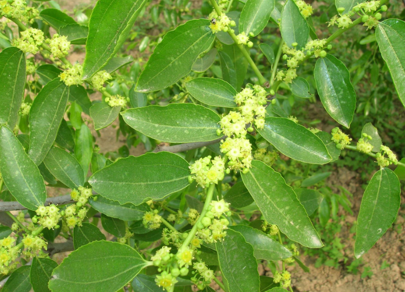 枣树开花不结果的原因