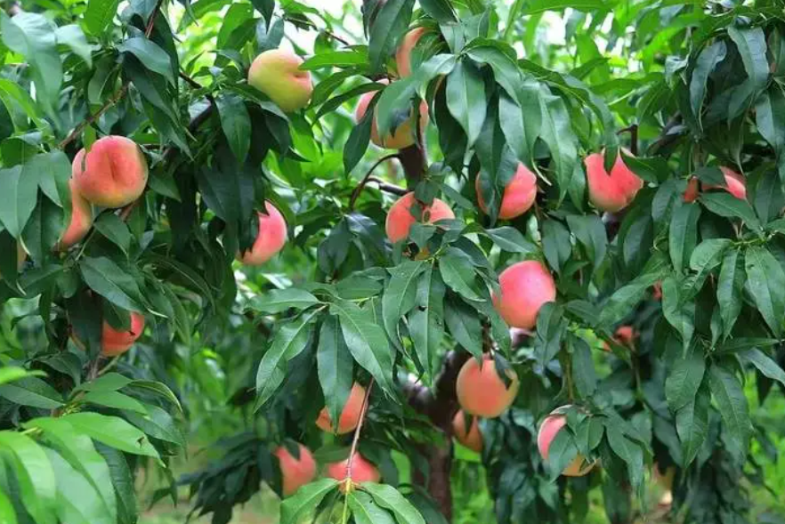 桃树要多少年才能长出果实