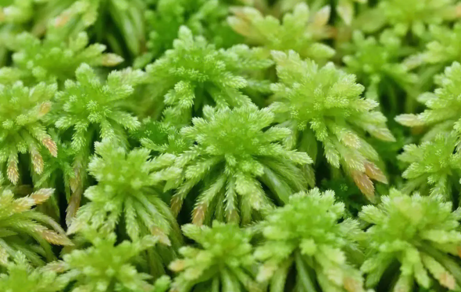 适合10厘米花盆养的花