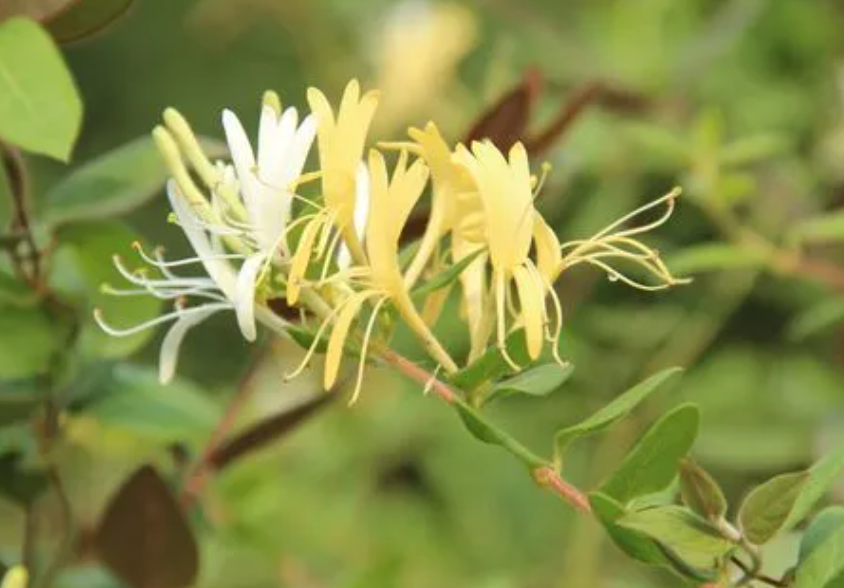 金银花一年哪个季节种植