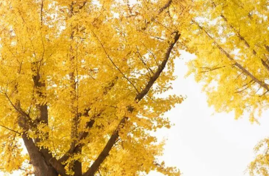 冬季移栽银杏树的注意事项