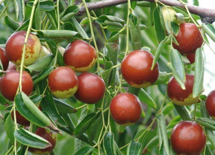 枣树苗一般要几年挂果