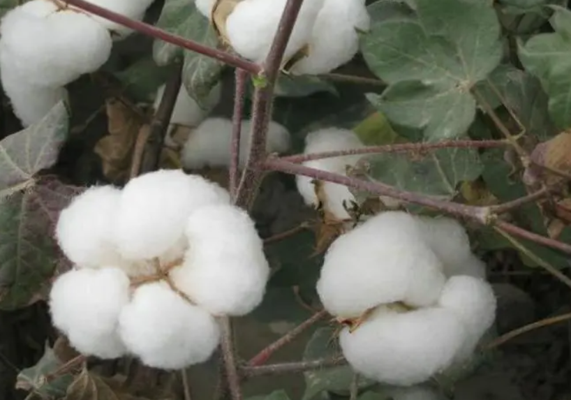 2019棉花新品种