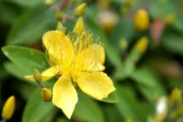 黄金花月怎么才能变黄