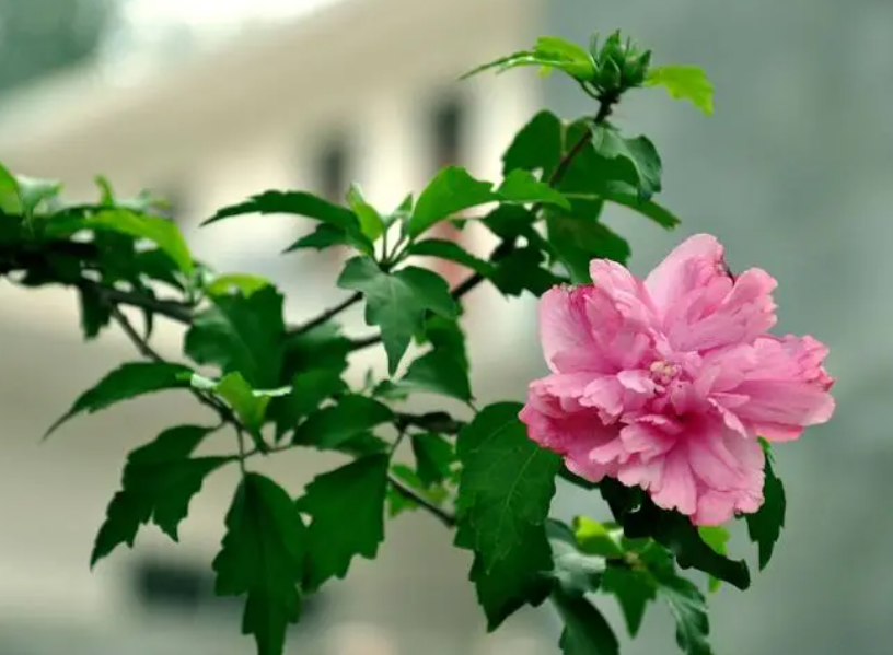 木槿适合浅花盆还是深花盆