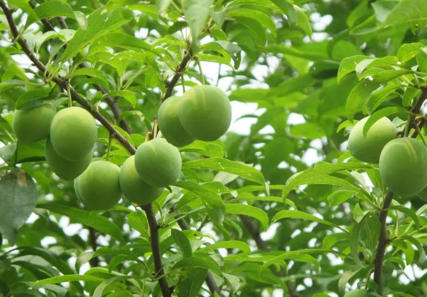 李子树淹的叶子都掉还能活吗