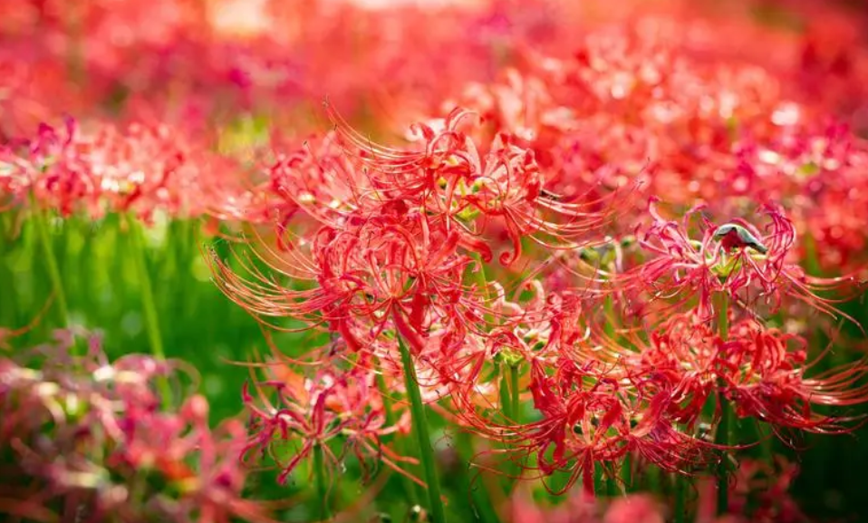 彼岸花的幼苗什么样子