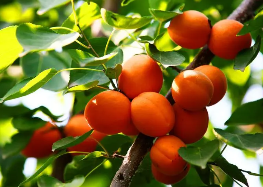 杏树二次开花预示什么