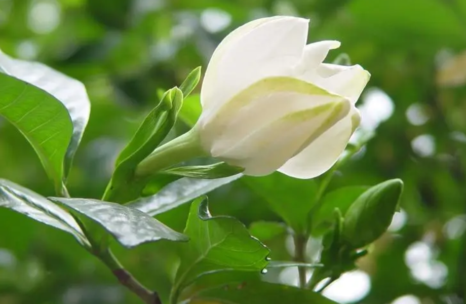 栀子花怎样扦插生根快