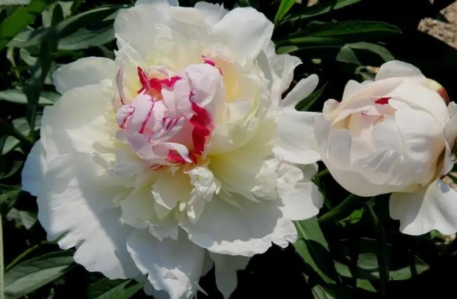 6月份开什么花的季节