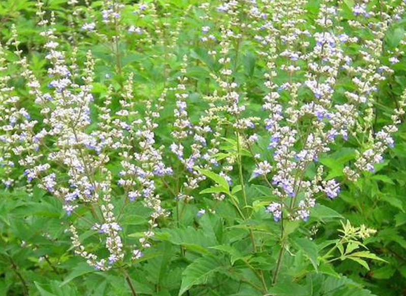 荆条嫁接什么花最好