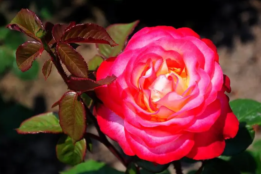 月季花最好的肥料