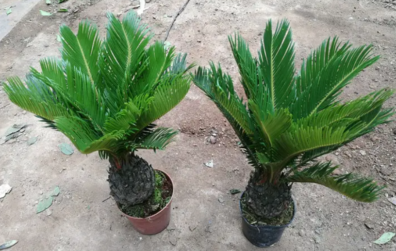 小盆铁树的养殖方法