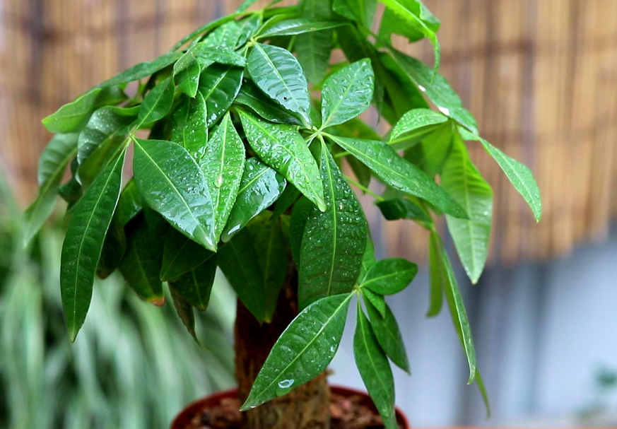 发财树多久换一次土