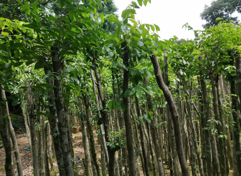 沉香木树适合哪里生长