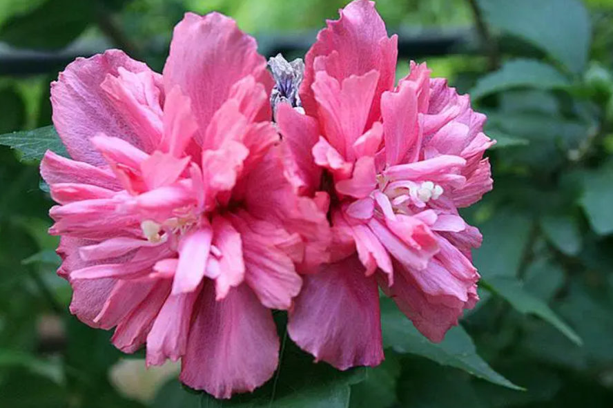 木菊花九月份能修剪吗