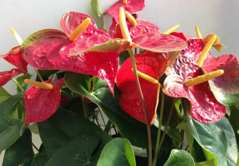 红掌怎么养才能开花更旺盛