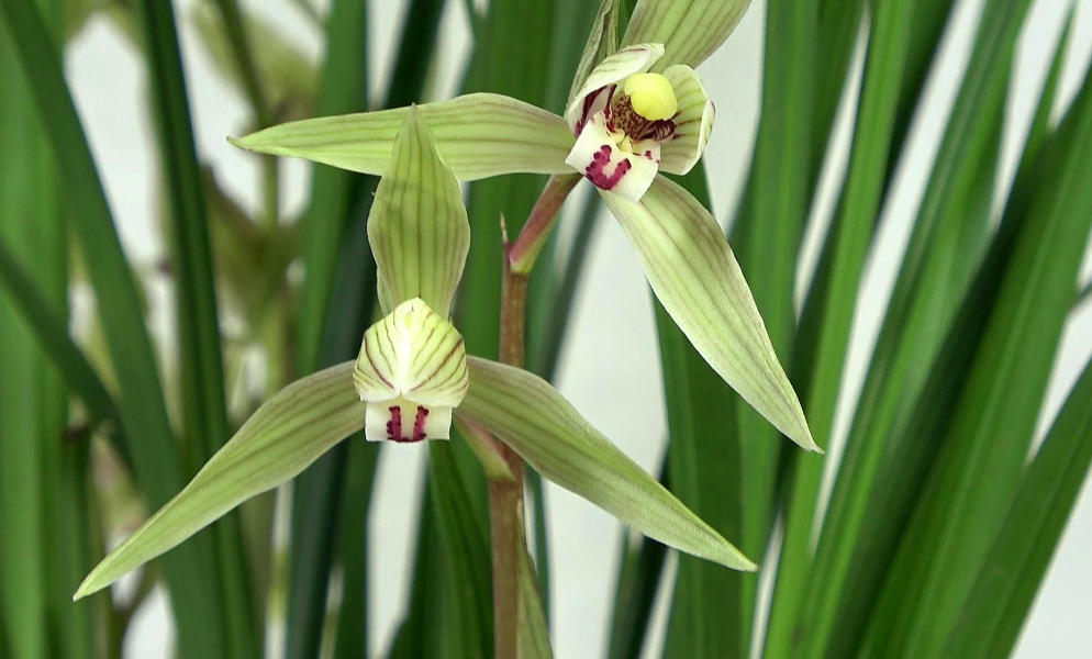 兰花开花后的养护