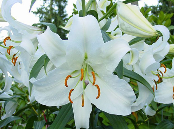 百合是花还是根茎