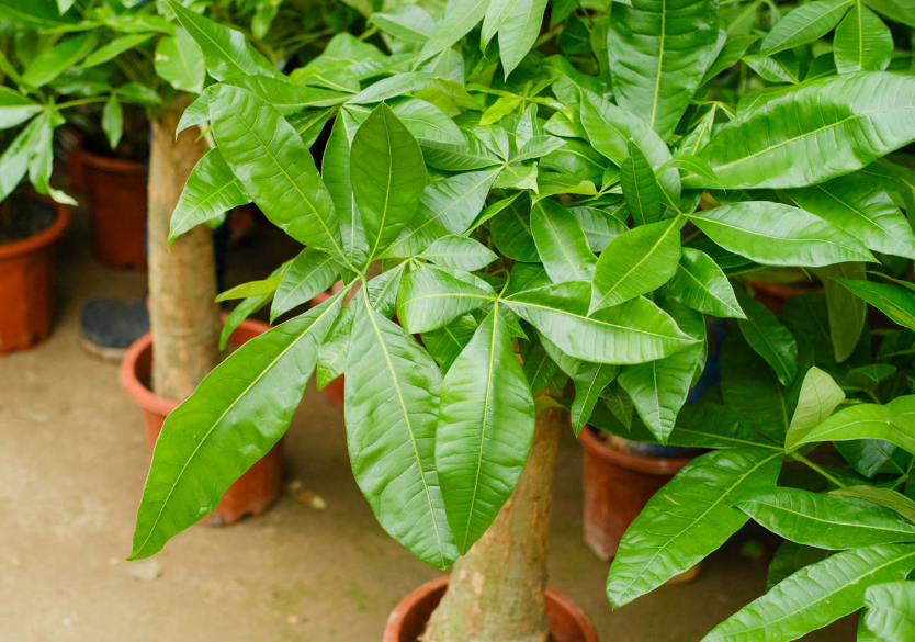 发财树栽在庭院里的风水
