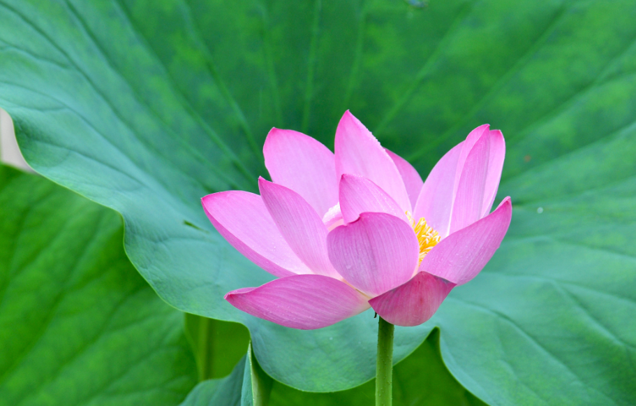 荷花一般生长在哪里