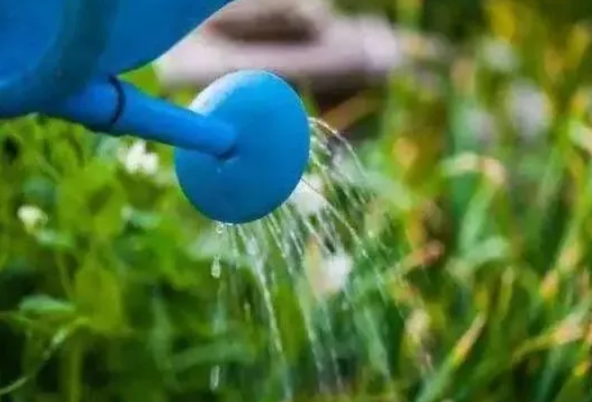 酵母浇花对花有什么好处