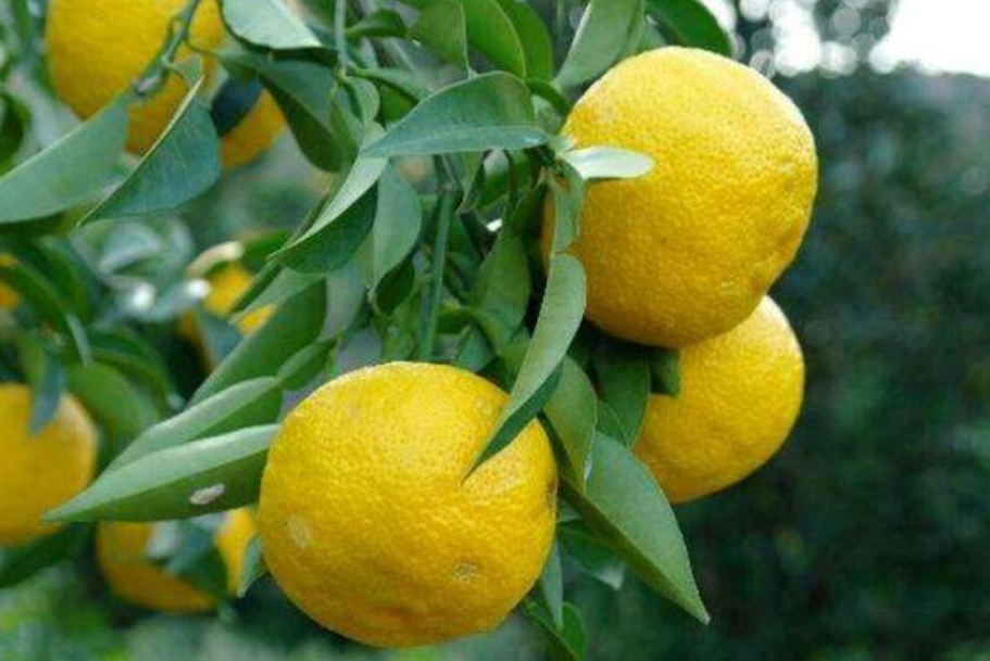 香橼树适合北方种植吗