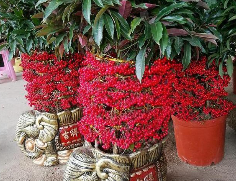 金玉满堂花卉养殖方法