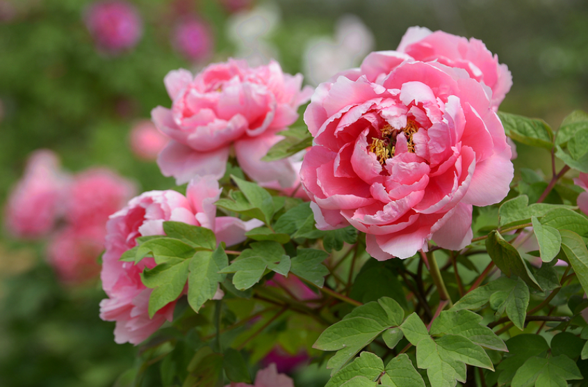 牡丹开花季节是什么时候