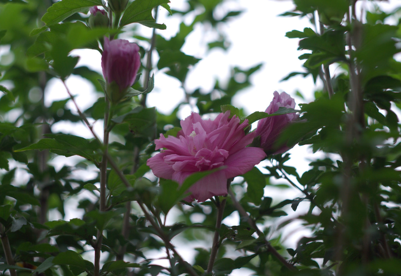 米汤花的药用价值