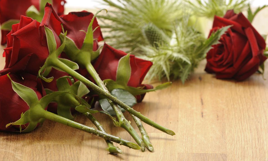 开过的玫瑰花枝条可以扦插吗