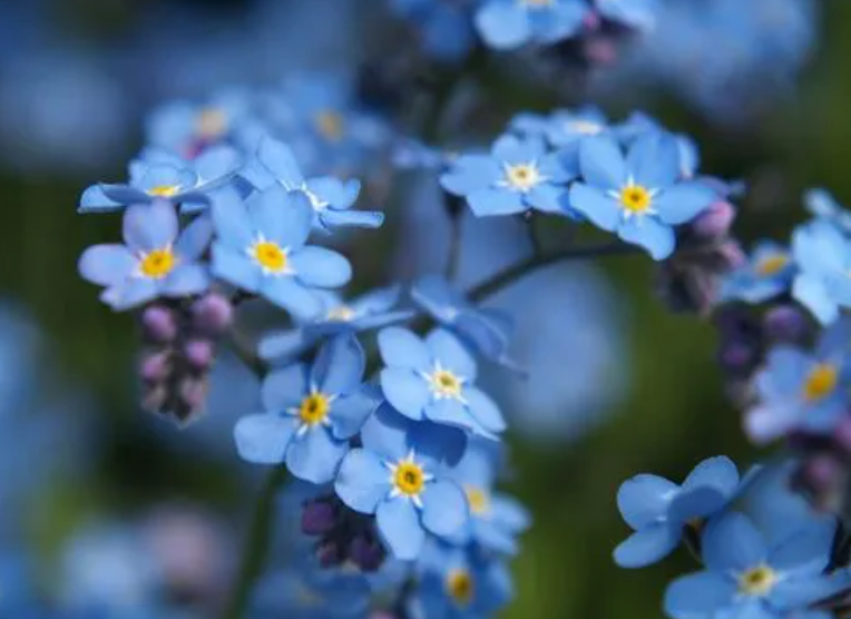 北方最耐寒的十大漂亮花