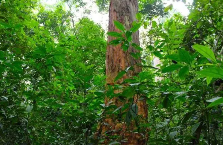 檀香树盆景用什么土
