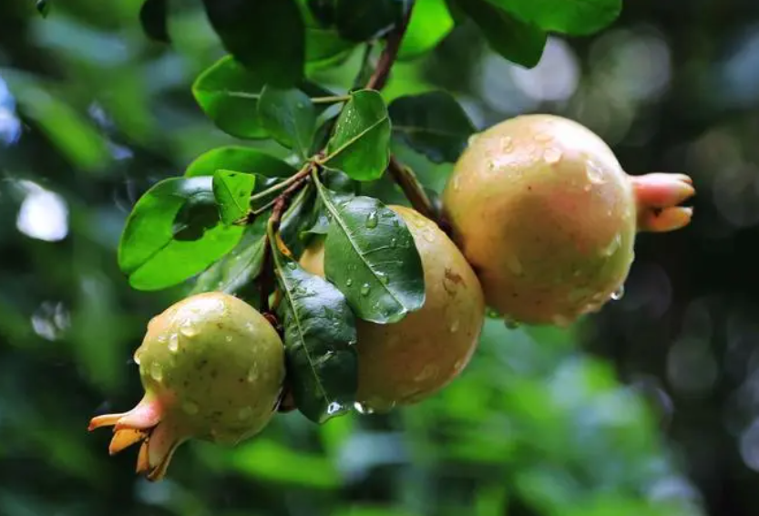 石榴树苗盆栽阳台种植