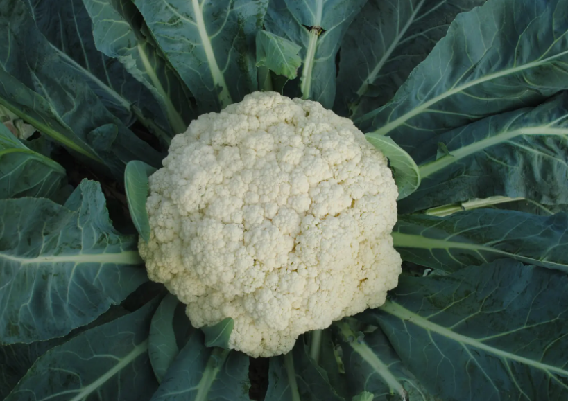 松花菜亩种植多少株