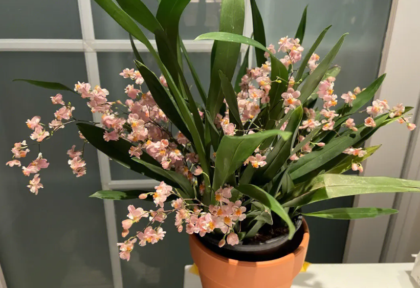 北方适合养的兰花品种