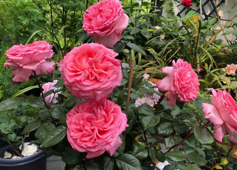 花宫娜月季的批发价格