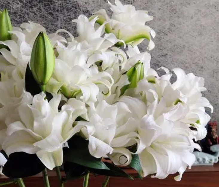 如何养百合花鲜花