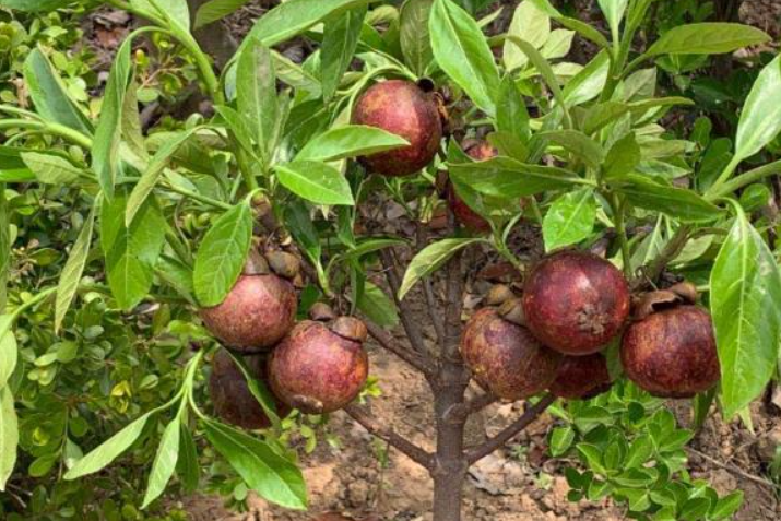 山竹果树盆栽技术