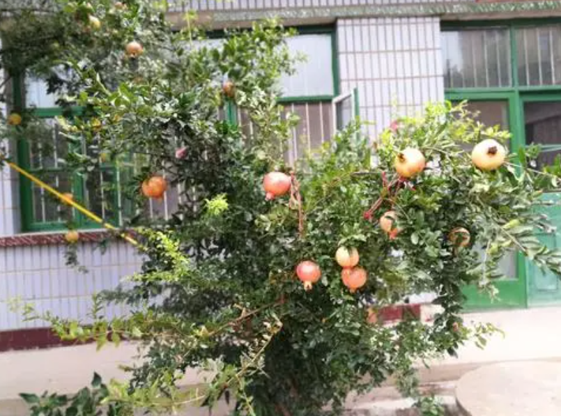 家中有一棵石榴树好吗