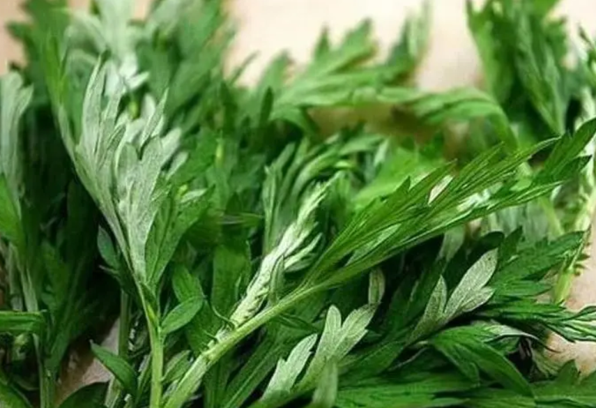 艾叶可以做花的肥料吗