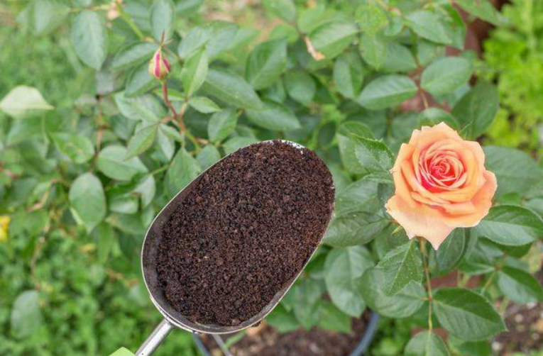 咖啡渣养花怎么用