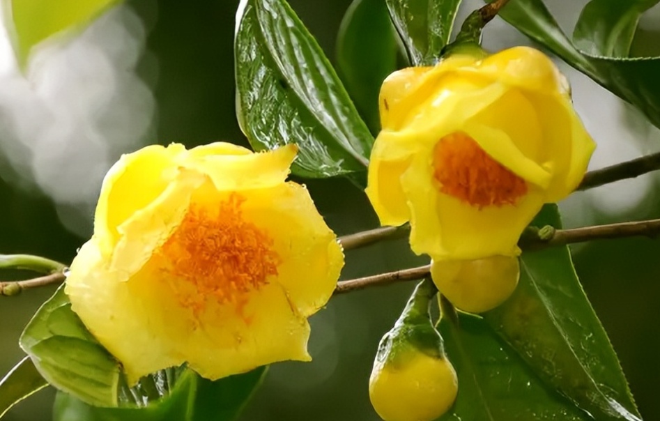 不怕冻的茶花品种