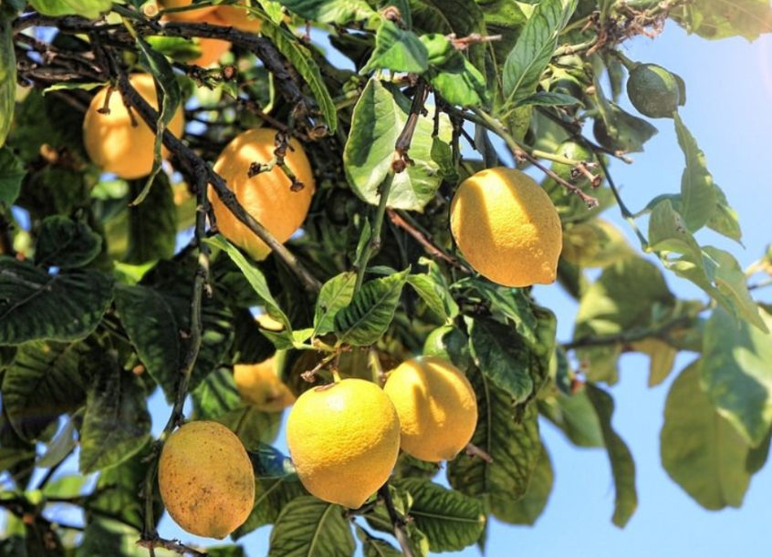 柠檬树在北方怎么养
